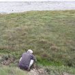 Zeekraal oogsten op de slikken langs het Saltmarsh Footpath aan de oever van de Crouch.