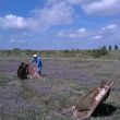 Wrak aan Saltmarsh Footpath, Burnham-on-Crouch.