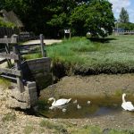 Buckler's Hard, Beaulieu River. Een zwanengezin bij hetzelfde hek als op de vorige foto.