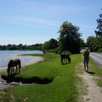 Loslopende paardjes bij de Mill Pond, langs de drukke weg naar Beaulieu.