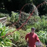 Tresco Abbey Garden.