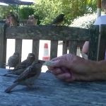 Tresco Abbey Garden, de mussen eten er uit je hand.