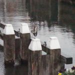 De nieuwe overwinteraar in de haven. Een blauwe reiger. Begin december 2018.