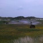 Terschelling. Wilde paarden niet ver van West-aan-Zee.