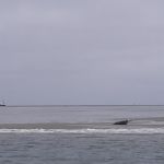 Eenzaam zeehondje op de Robbenplaat.