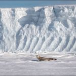 De Krabeter zeehond dichterbij. Hij eet geen krab maar krill (foto: Richard)