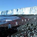 Adélie-pinguïns die op me toelopen en kelp (rood) bij de gletsjer die zich om Brown Bluf heen krult.