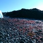 Brown Bluff. Kelp (rood) en zeegras.