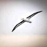 Drake Passage. Een wenkbrauwalbatros. Vleugelspanwijdte bijna 2,5 meter (foto: Livia Ludhova)