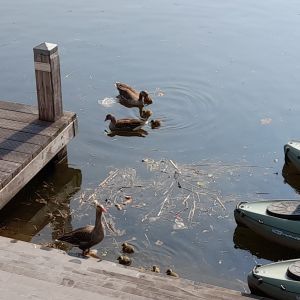 21 april 2021. Nu verblijven er al twee gezinnen grauwe ganzen in de haven.