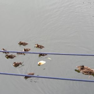 Eendengezin in de Oude Haven van Enkhuizen met één geel eendje.