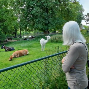 Medemblik. Niet ver van het Radboudkasteel is een kinderboerderij.