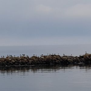 26 juli 2021. West-Terschelling. vogels groepen bij elkaar in afwachting van het onweer.