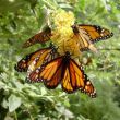 Monarchvlinders in de Jardim Botânico