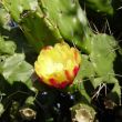 Bloeiende cactus, Rua da Piedade