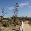 Agaves, hun bloeiwijzen als telegraafpalen