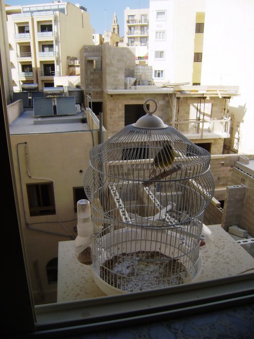 Lord Byron zit in zijn kooi op de airco-kist onder het open raam en zingt fantastische kanarie-aria´s naar de soortgenoten in de huizen verderop