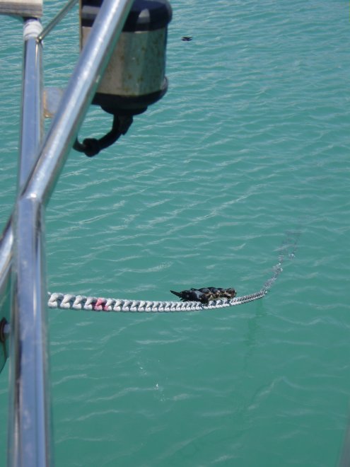 Vijf jonge zwaluwen gebruiken onze ankerketting voor de vliegles