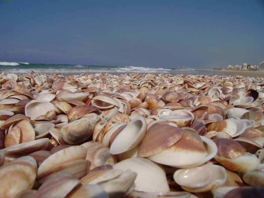 Hopen rose schelpen op het strand ten zuidwesten van de jachthaven