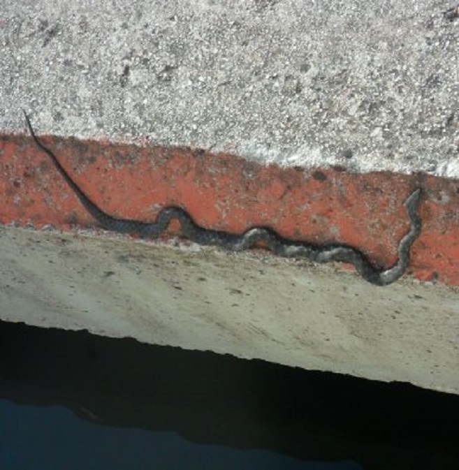 Vanmorgen ligt er een slang op de kade