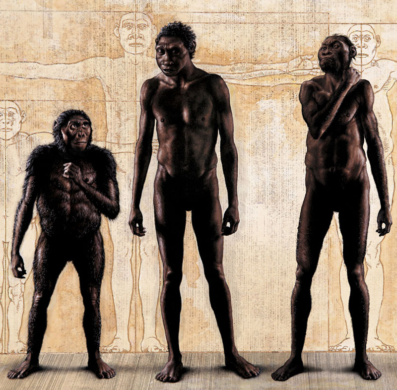 Drie mensachtigen vlnr. Australopithecus afarensis (Lucy), 3,2 miljoen jaar oud, Homo erectus (Turkana Boy), 1,6 miljoen jaar oud, en Homo Naledi, leeftijd onbekend (bron: Scientias.nl)