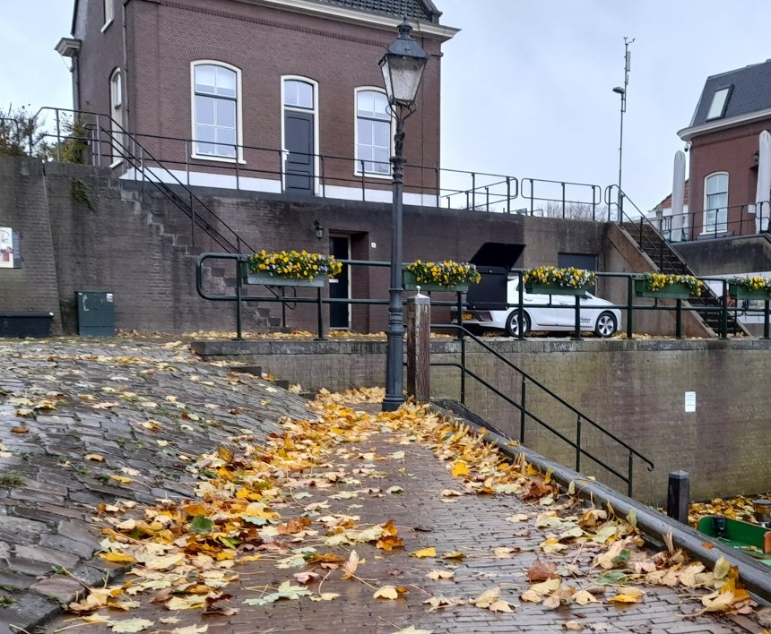 De grote es verliest zijn bladeren. De Kriekenmarkt vanmorgen.