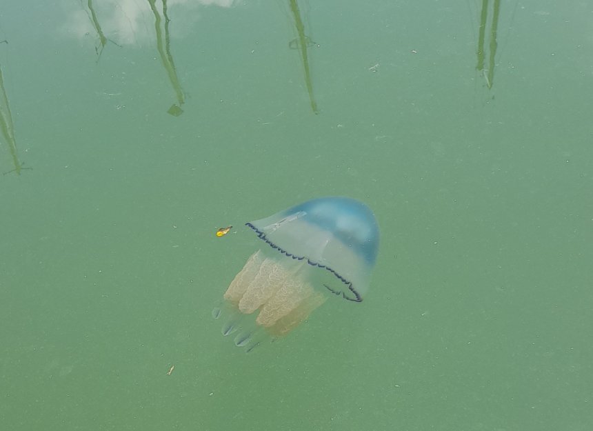 Een bloemkoolkwal (Rhizostoma pulmo) achter de boot.