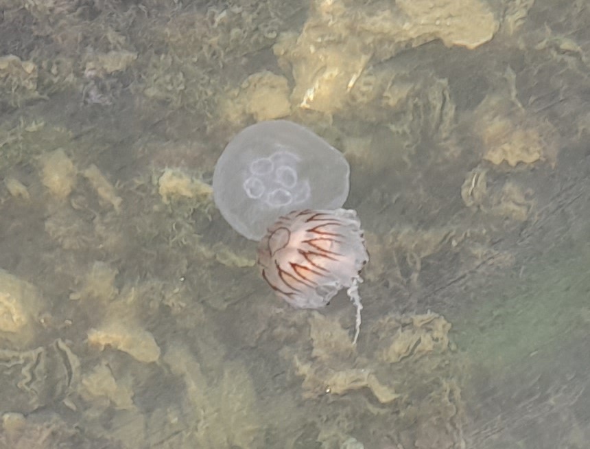 Een oorkwal en een kompaskwal broederlijk tezamen in de haven. En op de bodem? Allemaal oesters.
