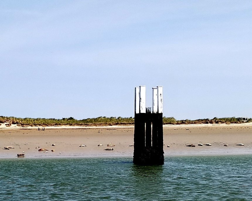 Een kudde zeehonden luiert op de slikplaten van de IJzer bij de invaart van Nieuwpoort (foto van gisteren).